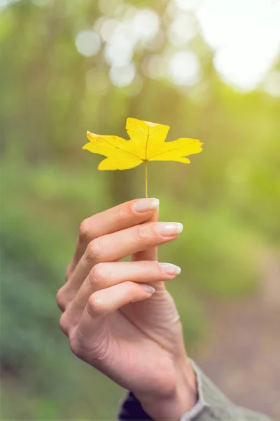 Yaprak ile el — Stok fotoğraf