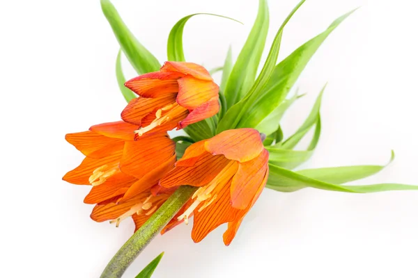 Flowers crown — Stock Photo, Image