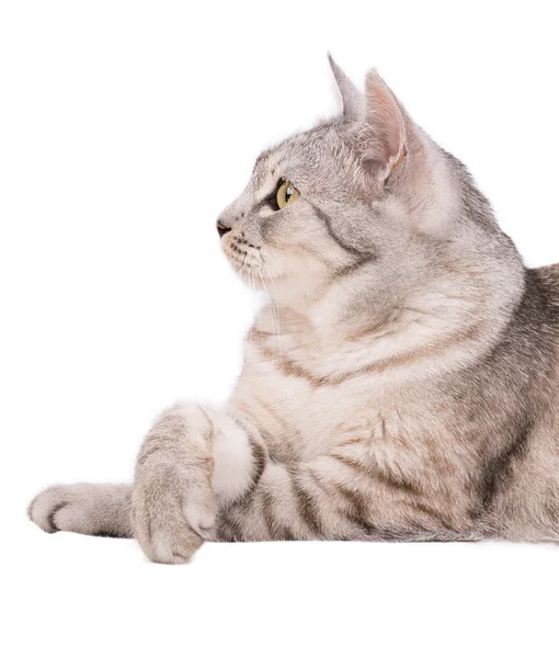 Gatto tabby grigio — Foto Stock