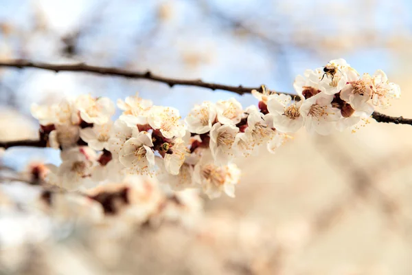 Tree blossoms buds — Stock Photo, Image