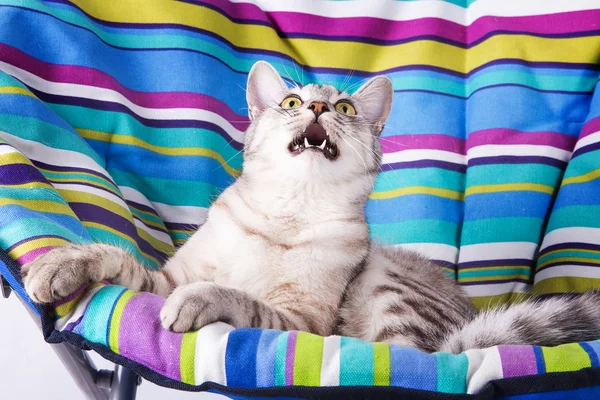 Gato espreguiçadeira — Fotografia de Stock