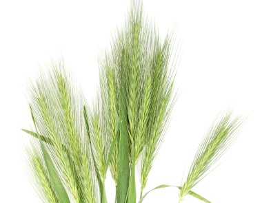 Spikelets
