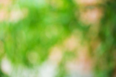 yeşil yaprakları bokeh