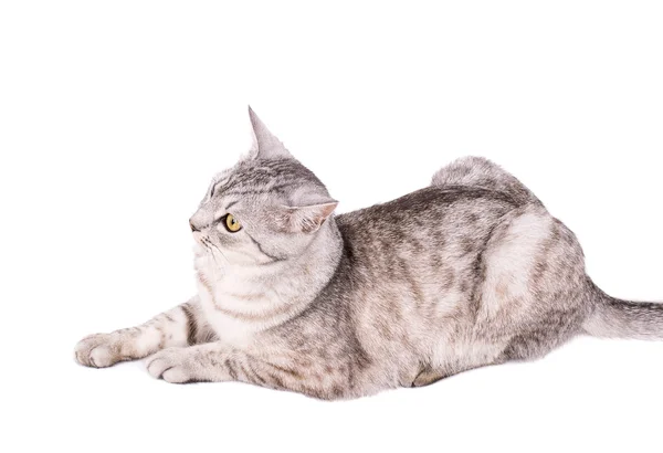 Grå tabby katt Europeiska — Stockfoto