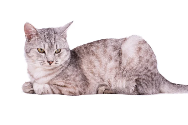 Cinza tabby gato europeu — Fotografia de Stock