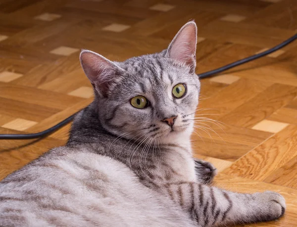 Gray tabby cat — Stock Photo, Image