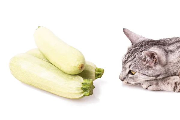 Curious cat and zucchini — Stock Photo, Image