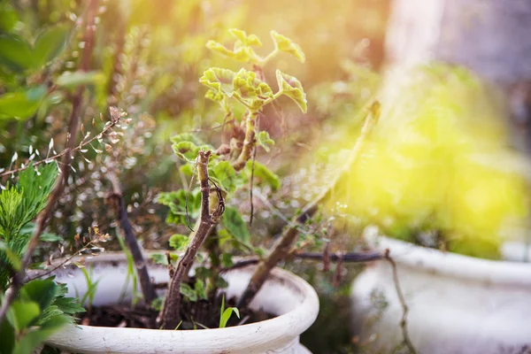 Blommor rabatt utanför potten — Stockfoto