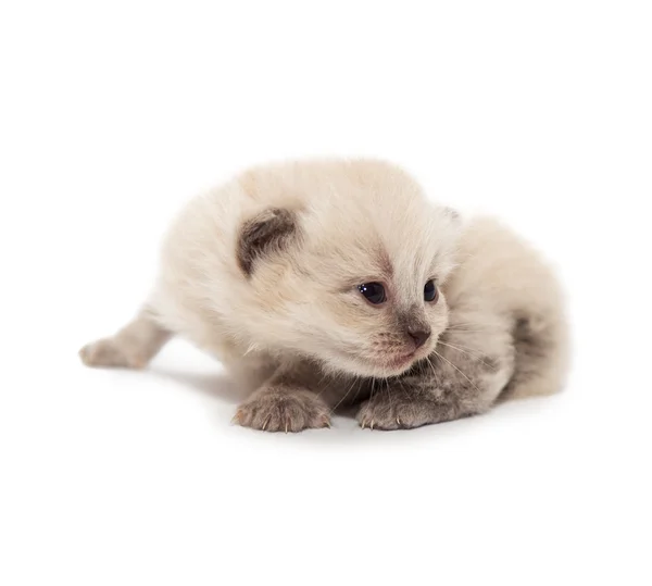 Weiße kleine Kätzchen — Stockfoto