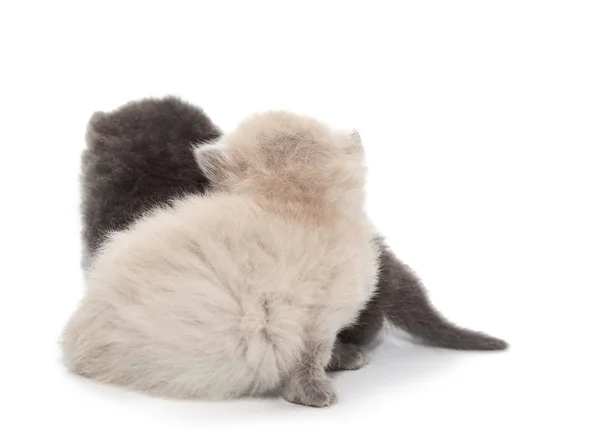 Gray and white two little kitten — Stock Photo, Image