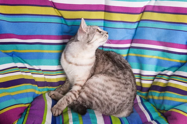 Кот-бездельник — стоковое фото