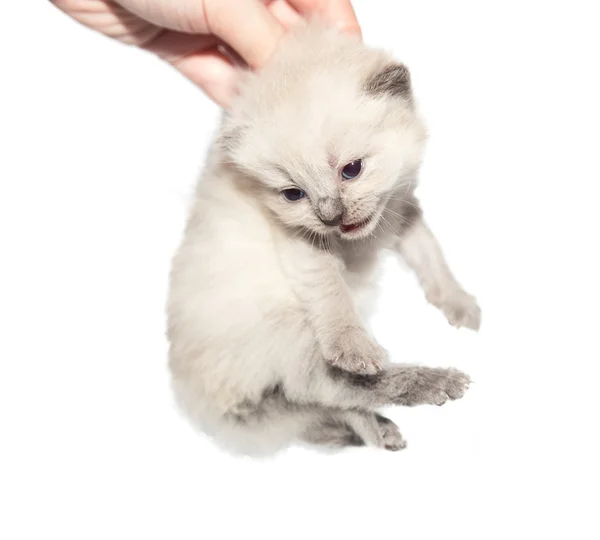 Carrying kitten — Stock Photo, Image