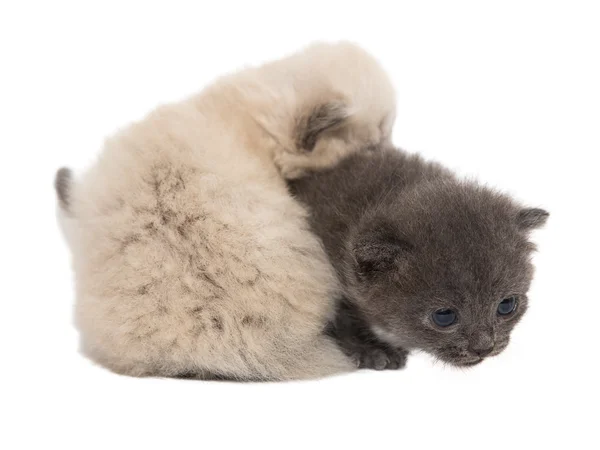 Grau und weiß zwei kleine Kätzchen — Stockfoto