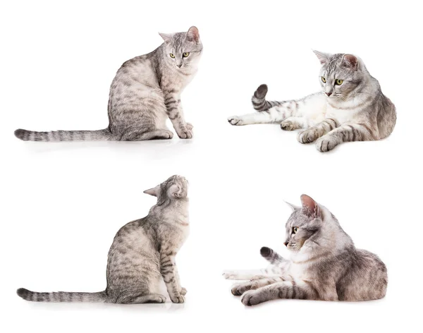 Grau gestreifte gestromte Katze — Stockfoto