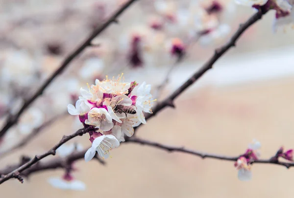 Brotes de flores de árboles — Foto de Stock