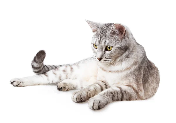 Сіра смугаста таббі кішка — стокове фото