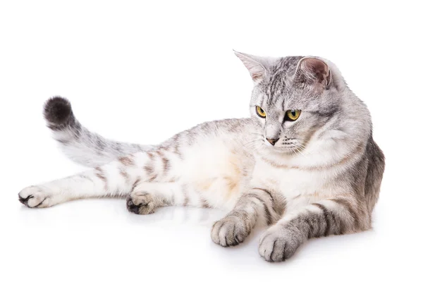 Gray striped tabby cat — Stock Photo, Image