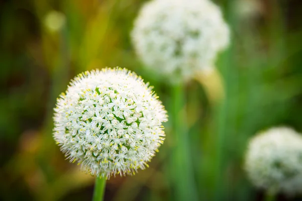 Bud of garlic — Stock Photo, Image