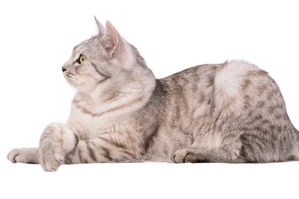 Grigio tabby gatto europeo — Foto Stock