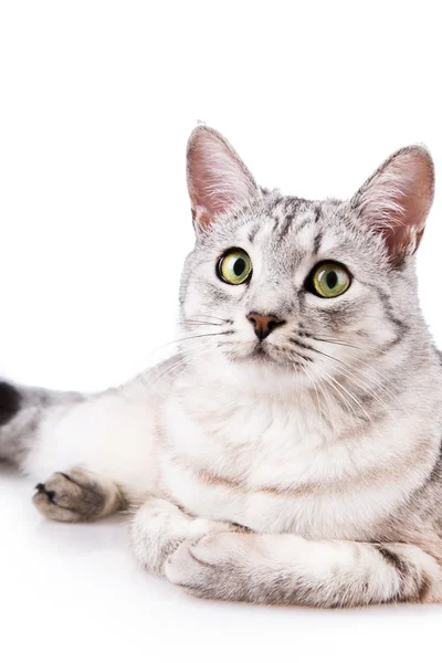 Сіра смугаста таббі кішка — стокове фото