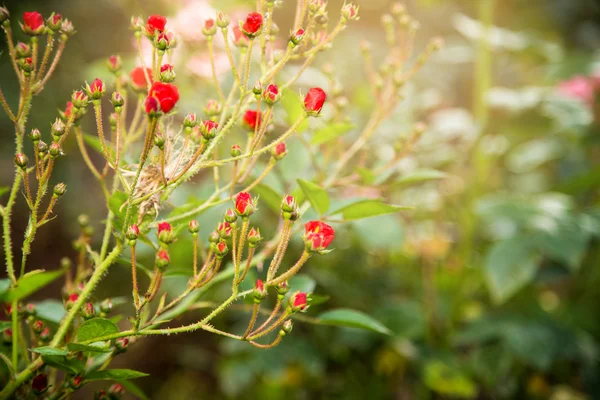 Rose — Stock Photo, Image