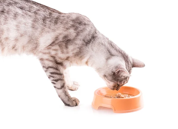 Plate of cat food — Stock Photo, Image