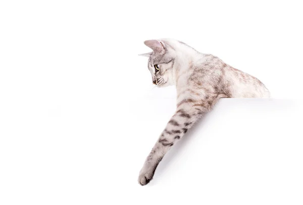 Cartaz em branco gato — Fotografia de Stock
