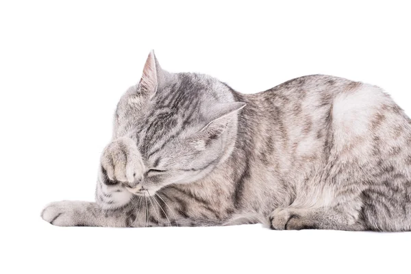 Gray tabby cat European — Stock Photo, Image