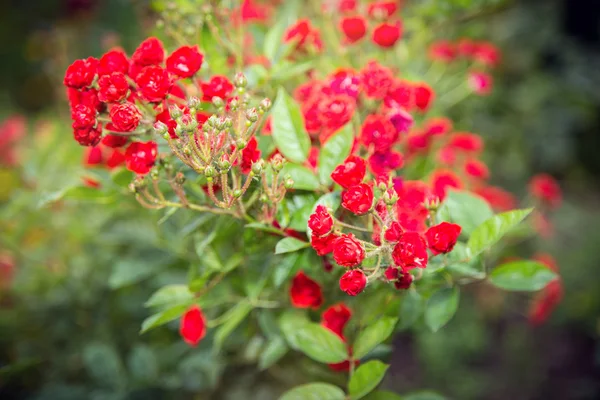 Rosa. — Fotografia de Stock