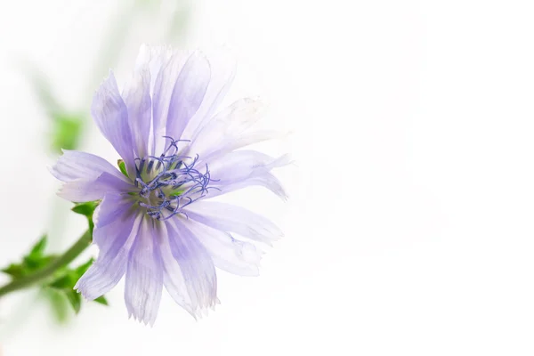 Flower — Stock Photo, Image