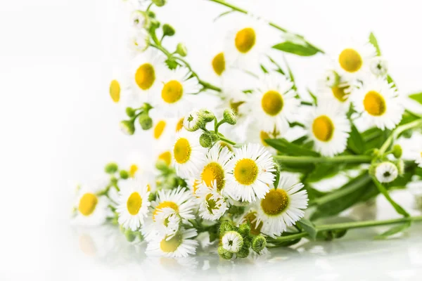 Daisy flowers — Stock Photo, Image