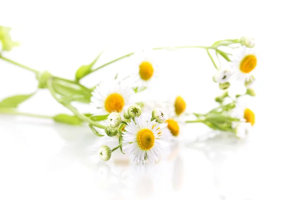 Madeliefjebloemen — Stockfoto