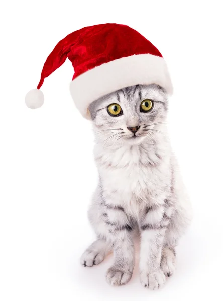 Santa şapka kedi