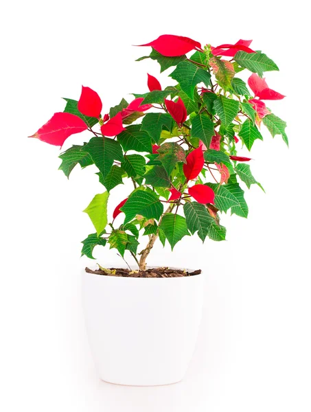 Christmas star flowerpot — Stock Photo, Image