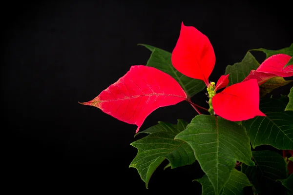 Noel yıldızı saksı — Stok fotoğraf
