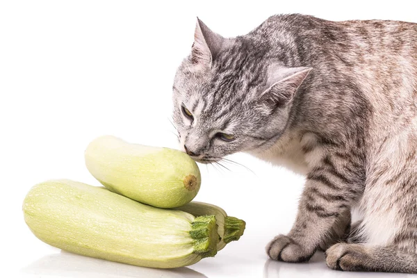 Curious cat and zucchini — Stock Photo, Image