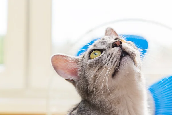 Gray tabby cat — Stock Photo, Image