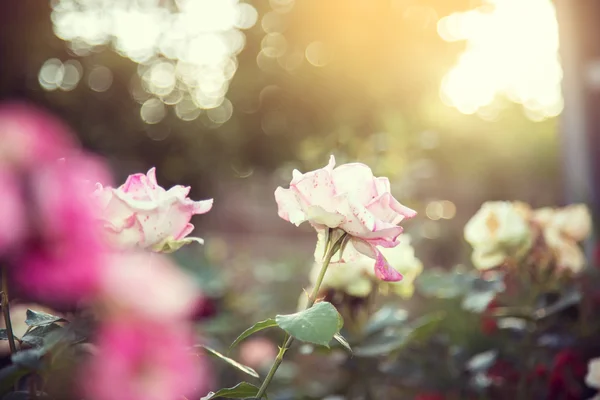 Rosa. — Fotografia de Stock