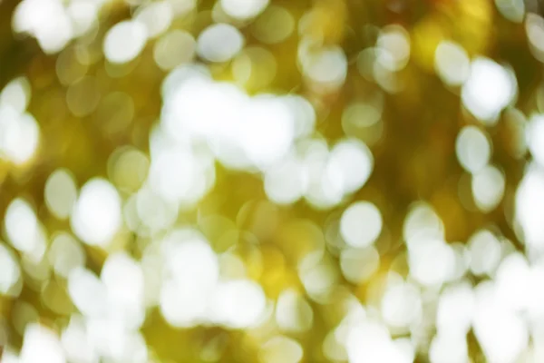 Green leaves bokeh — Stock Photo, Image