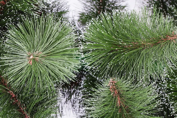 Pine branches background — Stock Photo, Image