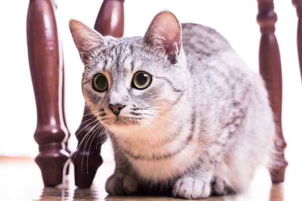 Gray tabby striped cat plays — Stock Photo, Image