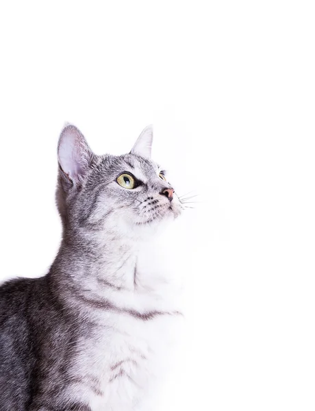 Gato listrado tabby cinza — Fotografia de Stock