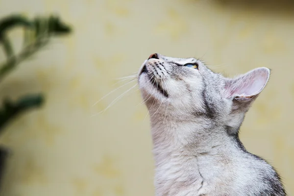 灰色的虎斑猫 — 图库照片