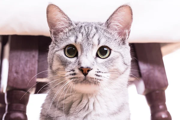 Gray tabby striped cat plays — Stock Photo, Image