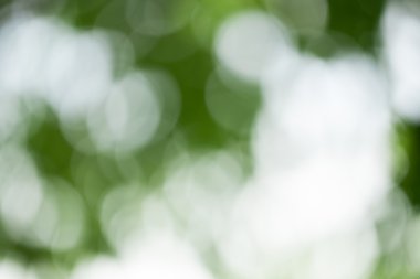 yeşil yaprakları bokeh