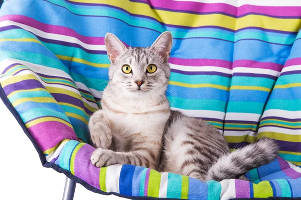 Tembel kedi — Stok fotoğraf