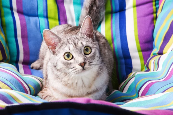 Lounger cat — Stock Photo, Image