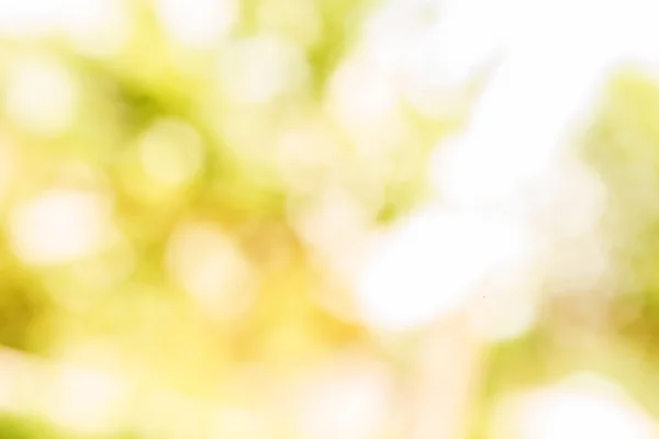 Groene bladeren bokeh — Stockfoto