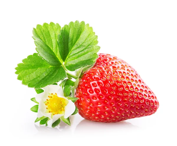 Erdbeeren — Stockfoto