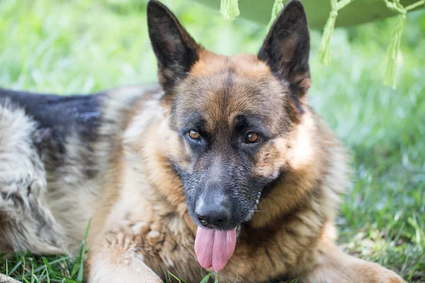 Cão pastor alemão — Fotografia de Stock